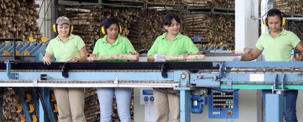 Mujeres con madera... de café | Róbinson Sáenz | Marta Montoya, Claudia Herrera, Isabel Puerta y Francis Cabezas (en la foto, de izquierda a derecha) tienen a su cargo la selección de la matera prima para que de la madera de café se obtenga un producto de alta calidad.