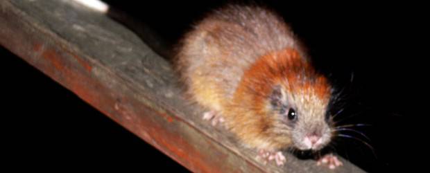 Ratón que se creía extinto hace 113 años fue encontrado en la Sierra Nevada de Santa Marta | Cortesía Proaves | El ratón mide unos 45 centímetros de largo desde la cabeza hasta la punta de la cola.