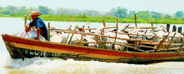 Angustias del campo florecen con el paso de la lluvia | Jaime Pérez
