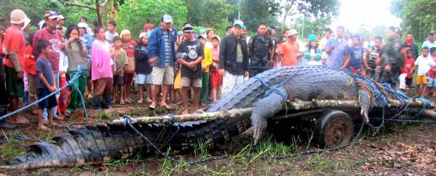 En Filipinas capturaron un cocodrilo de seis metros | Reuters
