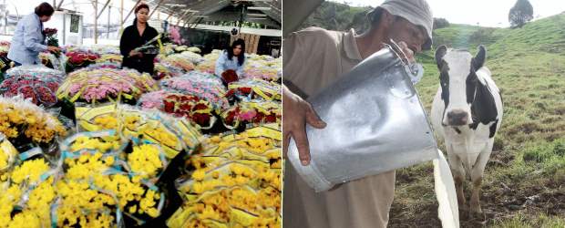 El Tratado siembra angustia en el campo | Archivo | Con la entrada en vigencia del Tratado de Libre Comercio con Estados Unidos, en el campo colombiano se encontrarán realidades económicas bien distintas. Por ejemplo, los floricultores podrán exportar con más facilidades, mientras que los lecheros tendrán que lidiar con la eficiente competencia estadounidense.