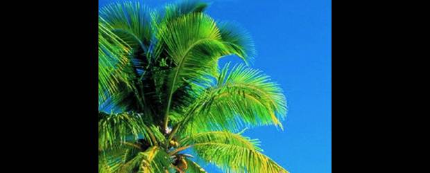 Jamaica una isla en fiestas |