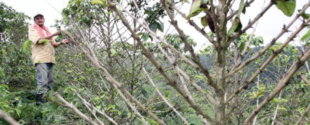50% de cafetales afectado por roya | Archivo | La caída de las hojas, provocada por la roya, hace que el árbol de café pierda la capacidad de nutrirse y de producir un fruto de buena calidad.