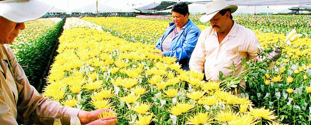 Revaluación resta 20.000 empleos a la floricultura | Archivo