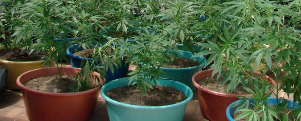 Hallan sofisticado cultivo de marihuana | Cortesía Policía Metropolitana | Esta imagen corresponde a la marihuana que era cultivada en el apartamento de estrato cinco en el exclusivo sector de Laureles, occidente de Medellín.