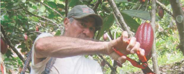 Plan de fomento sembrará más cacao en Antioquia | Cortesía | El nuevo plan contempla la siembra de 52 mil hectáreas antes de 2014, la rehabilitación de otras 28.500 y la renovación de 21 mil hectáreas adicionales. A Antioquia corresponden 15.500 hectáreas nuevas y renovar otras 9.000.