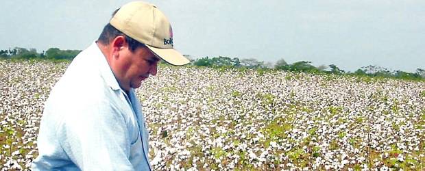 Finagro presta $6 billones en 2012 | Archivo | El ministro de Agricultura y Desarrollo Rural, Juan Camilo Restrepo, señaló que la comercialización de la cosecha algodonera sería garantizada, pero que el actual sistema de precios debía ser desmontado debido al TLC con E.U..