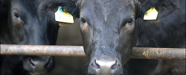 Japón prohibió consumo de carne vacuna de Fukushima | Reuters | Las autoridades confirmaron que más de 600 vacas fueron alimentadas con cuido contaminado.
