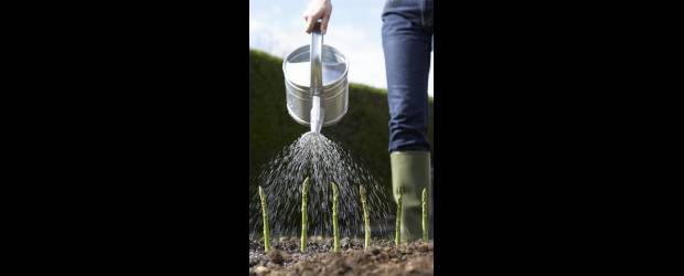 Ponga en práctica las erres | Thinkstock | La mejor forma de regar las plantas es con regaderas para no desperdiciar tanta agua como con una manguera abierta, y hacerlo al final de la tarde.