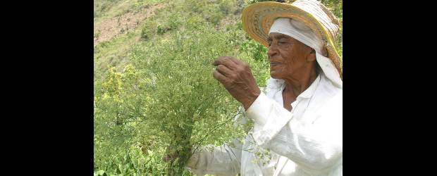 Agroecología, diálogo con el pasado | Archivo | Según Miguel Ángel Altiere en 2008 el mundo tenía mil millones de hambrientos. En la foto cultivos de anís. Municipio de Giraldo, Antioquia.