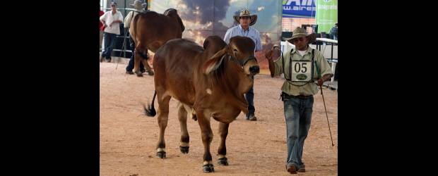 Feria para cultivar en niños | Archivo | La Séptima Expoganadera Medellín 2010 estará instalada en la Unidad Deportiva Norte de Sabaneta, Avenida Las Vegas No. 48 - 68.
