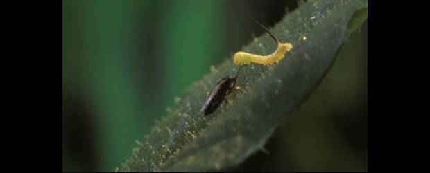 Hay orugas que nacen para cavar su propia tumba | Cortesía Max Planck Institute | El insecto se va a comer la oruga. Aquel aparece siempre que la oruga comienza a morder la planta, indicó Ian Baldwin, cabeza del Departamento.