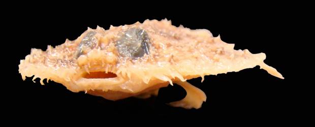 Las 10 especies más sorprendentes | Cortesía Asu | Sorprendente fotografía del pez pancake que solo vive en el área del Golfo de México donde ocurrió el derrame de petróleo. Por eso mismo poco más se conoce de él. Otra de las maravillas de la naturaleza.