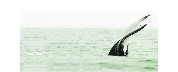 Día Mundial de los Océanos se celebra en Explora |