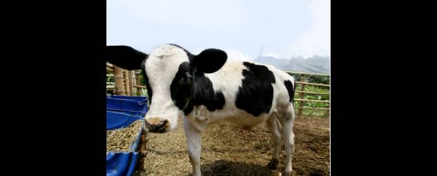 Les da duro en la matriz | Archivo | Una de las posibles causas de las malformaciones en los terneros son las enfermedades de transmisión sexual como la diarrea viral bovina. No todos los neonatos infectados, sin embargo, tienen esas manifestaciones. El médico veterinario René Ramírez García, explicó que algunos pueden parecer sanos pero ser persistentemente infectados, muy difíciles de detectar.