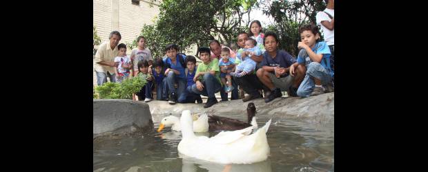 En vez de parqueadero, Florencia ya tiene granja | Hernán Vanegas | Con la adecuación de la granja, en Florencia la comunidad disfruta de un nuevo espacio, un lugar en el que los niños aprenden el amor y el respeto por los animales y la naturaleza. Los adultos suelen llevarlos allí y compartir con ellos un rato de entretenimiento con los animales, entre los que hay chivos, gallinas, patos, pajaritos y tortugas. Un oasis en medio de las cuadras.