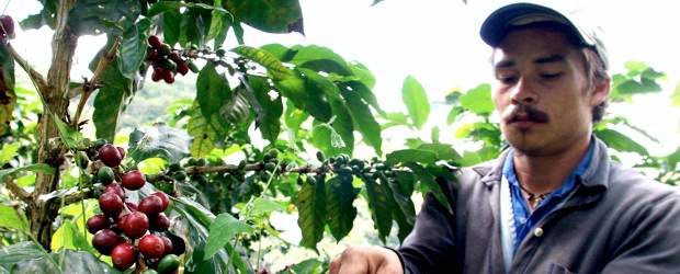 Zonas cafeteras recibieron más inversión social | Archivo