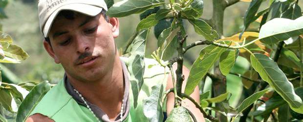 La orgánica es una agricultura a lo bien | Archivo | En nuestro medio la agricultura orgánica no se ha posicionado como en otras partes. Estudios allá y aquí muestran que sus resultados son favorables para el productor y la misma finca.