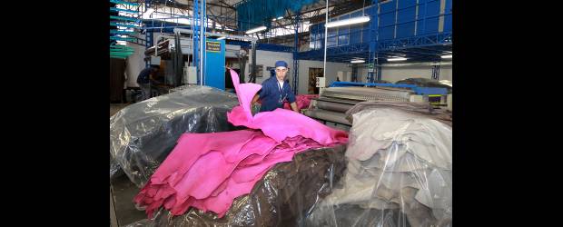 Cueros Vélez invierte en la integración vertical | Donaldo Zuluaga | En la nueva planta de procesamiento de Cueros Vélez, la piel es tratada desde el principio del proceso. La idea es lograr un material que cumpla con las condiciones para elaborar el producto final de bolsos, cinturones y zapatos.