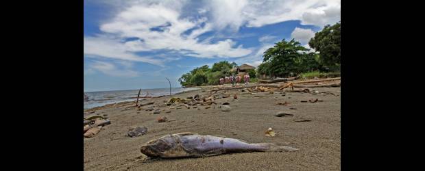 Biodiversidad marina está en peligro | Henry Agudelo | En Colombia, los esfuerzos por la conservación de océanos y ecosistemas marinos cuenta, entre otros, con aliados como la Fundación Malpelo, el Invemar, Agenda del Mar, Conservación Internacional, WWF y la Fundación MarViva. En el Año de la Diversidad Biológica todos debemos ayudar a conservarla.