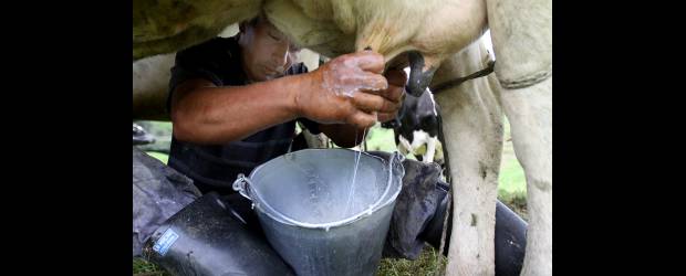 Lotus mágico, alimenta y no contamina | | Otra ventaja del Lotus que mencionó Édgar Cárdenas es que reducen el número de huevos y larvas de gusanos parasitarios en el tracto gastrointestinal. El Lotus del estudio del investigador es el uliginosus variedad Makú, también conocido como trébol pata de pájaro.