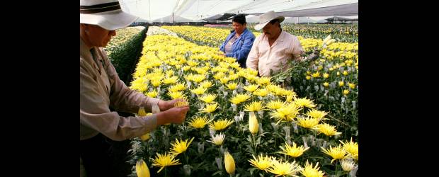 Primer paso en E.U. para renovar Atpdea | Jaime Perez | Los floricultores colombianos son algunos de los beneficiados por las preferencias arancelarias para entrar sus productos al mercado americano.