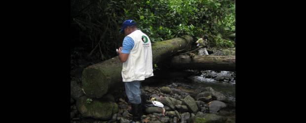De cómo canadienses explotan la selva chocoana | Cortesía Albeiro Acevedo | Funcionarios de Codechocó visitan la zona de la tala. Allí se pudren unos 800 árboles talados y nunca extraídos.