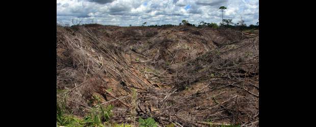 Casos del bosque y el clima | Archivo | Nelson Lozano, viceministro del Medio Ambiente, reveló que ya dieron incentivo forestal para preservar 42.000 hectáreas de bosques naturales.