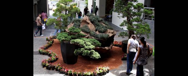 Un mundo de árboles miniatura está en Sandiego |