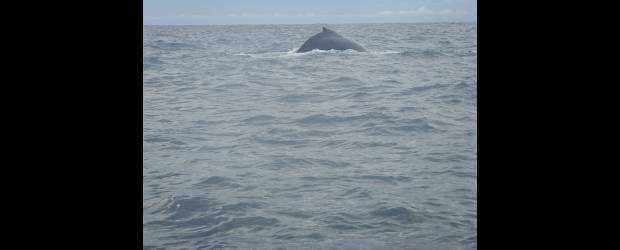 Ballenas y vino animan el corazón | Cortesía Restaurante Mont Mar | Tras respirar, la jorobada vuelve a buscar el fondo del mar y no saldrá antes de 20 minutos, no sabe uno si a babor o a estribor, por la popa o la proa, cuando necesite más aire. Verlas no es fácil, además por su color marino, pero es felicidad.