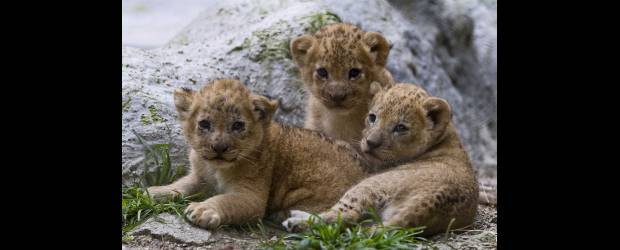 El zoológico tiene nuevos habitantes |