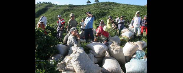 Cosecha de café cae 4%, a 8,2 millones de sacos | Archivo | La cosecha cafetera del país desde diciembre de 2010 alcanza un valor de 5,1 billones de pesos, estimulada por los buenos precios en el mercado externo.