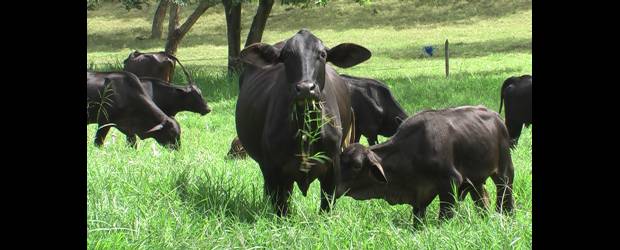 Bajas pasturas reflejan el impacto de El Niño | Cortesía | Montar programas de renovación va a permitir lograr una capacidad de carga entre 4 y 6 cabezas por hectárea con una producción entre 20 y 22 litros por vaca al día promedio, asegura Rodas. Suelo ecológico, pasto verde, leche verde es el nombre del seminario que ofrece para capacitar a los ganaderos.