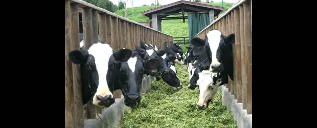 Si es establo, que sea cinco estrellas | Donaldo Zuluaga | En la implementación de establos para alimentar con pasto picado es importante tener claro a cuántos animales se puede nutrir con el forraje que produce la finca para levantar la edificación. Foto en San Pedro de los Milagros.