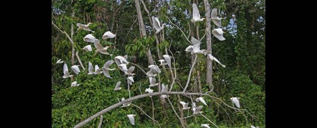 La Amazonia vale mucho más en pie | Hernán Vanegas | Un rol fundamental de la selva es la biodiversidad de vida que alberga. Se conocen, por ejemplo, 674 especies de aves, 23 de ellas amenazadas. El 36,7 del territorio corresponde a reservas forestales y áreas protegidas, según informe del Sinchi de 2006.