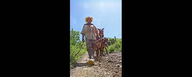 En Salgar vías para el futuro | Enviado Especial Juan Fernando Cano | Una pesadilla para los campesinos es la sacada de las cargas de café por las vías veredales. En invierno se convierten en trochas peligrosas e intransitables. Por eso, oyendo el clamor comunitario, la Administración está invirtiendo recursos millonarios para mantenerlas y mejorarlas.