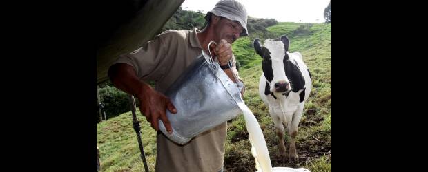 Los lecheros reclaman apoyo para afrontar TLC | Donaldo Zuluaga | Pequeños productores y ordeñadores como Jesús Antonio Pérez, piden al Gobierno un mayor apoyo para su labor diaria con el fin de lograr ser competitivos ante la llegada de productos europeos con alto valor agregado.