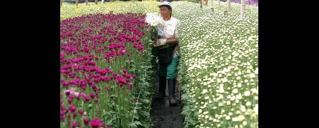 Dólar: ganadores y perdedores | Archivo | Asocolflores es uno de los gremios exportadores que ha pedido al Gobierno un dólar diferencial por el impacto que la revaluación tiene en sus resultados.