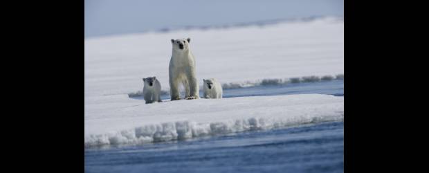 Beringia, el nuevo parque en el Ártico | Archivo | En la zona que separa el estrecho de Bering, un sitio con mucha historia, se encuentra el nuevo parque recreativo que quiere preservar este ecosistema.