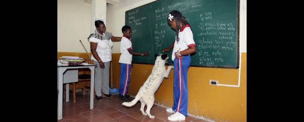 Tiza y tablero que llegó Natasha, la perra "colegiala" | Manuel Saldarriaga | En clase de inglés, Natasha se esfuerza por aprender a "conjugar" los verbos para no quedarse reforzando esta materia que, según sus compañeros, es la que menos le gusta. Durante el descanso, "Sacha", como le dicen algunos, es la más consentida. Los alumnos la acarician y la alimentan con sus loncheras. Los muchachos no permiten que nadie la maltrate.