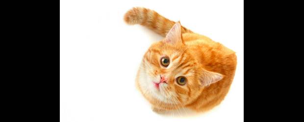 La feria para maullar con los gatos | Shutterstock |