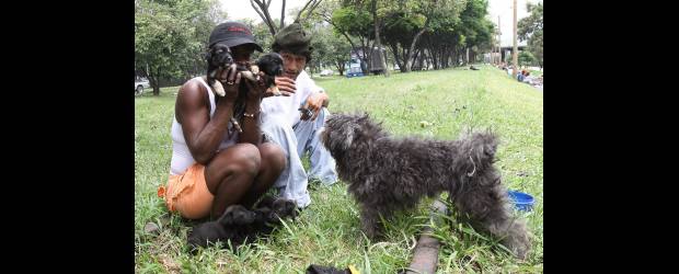 Hiller, el guardián de los perros callejeros | Donaldo Zuluaga | Aparte del amor que se entregan mutuamente, Hiller y Marcela sacan toneladas de ternura para darles a los perritos que deambulan por ahí. Incluso a los que pertenecen a algunos amigos suyos que no los atienden tan bien, ellos dejan brotar parte de su amor para hacerles la vida más amable. Amor sin condición.