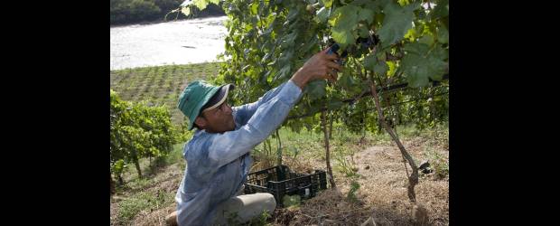 Brindis polémico en la viña | Archivo | Según declaraciones de Carlos Bravo, propietario del viñedo, en el encuentro se consumieron 300 botellas de vino italiano. Reconoce que hubo momentos de incomodidad pero que finalmente a todos se les atendió. Así mismo, lamentó el comportamiento de quienes afectaron el viñedo.