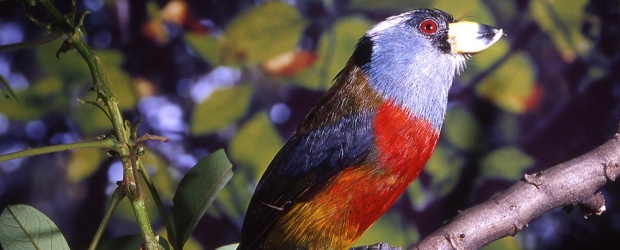 En gira, el turismo natural | Archivo | Colombia cuenta dentro de su territorio con 1.885 especies oficialmente reportadas de las cuales 76 son especies endémicas, es decir, propias del país.