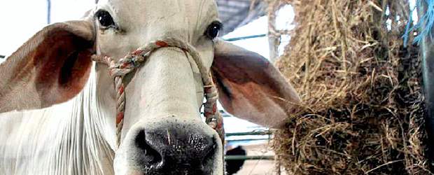 La FAO declaró oficialmente erradicada la peste bovina | Archivo | La peste bovina es una de las enfermedades del ganado más mortíferas.