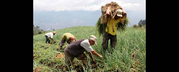 Manuel Saldarriaga | En donde antes había rastrojo, ahora abundan los alimentos. Esta ciudadela busca el autoabastecimiento de un pueblo que llegó a la ciudad y no ha parado de sufrir. Con Tejas Arriba vienen mejores tiempos.