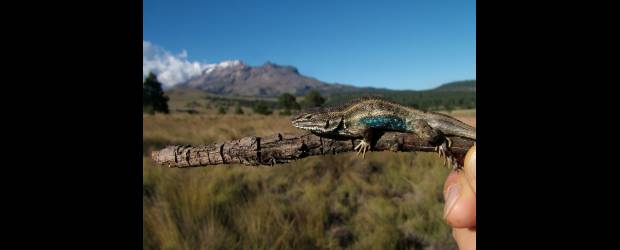 Adiós a las lagartijas | Cortesía Fausto Roberto Méndez | En Colombia existen unas 500 especies de reptiles, no todas de lagartos. No se ha estudiado si alguna desapareció o está próxima. Hoy se buscan fondos para verificar su estado. La amenaza es mayor en el trópico y zonas de alta montaña.