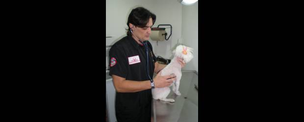 Tecnología para todos los caninos |