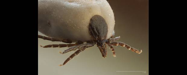 Garrapatas suben por el calentamiento | Cortesía | Cabeza de una garrapata. Estos arácnidos transmiten enfermedades como la babesiosis bovina y humana, enfermedad de Lyme, fiebre Q de rumiantes, carnívoros y humanos, fiebre manchada de las Montañas Rocosas, leishmaniosis y ricketsiosis.