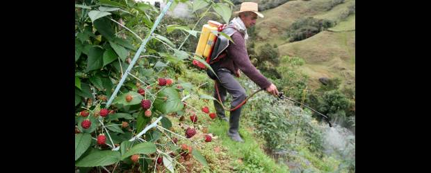 Prácticas para lograr un campo limpio | Archivo | El triple lavado es la técnica de descontaminación de envases de plaguicidas que hace el agricultor.